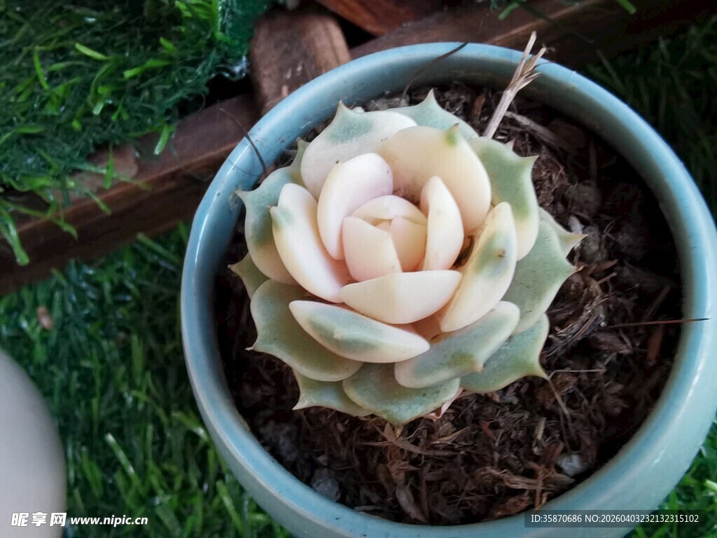 精致盆栽多肉植物特写