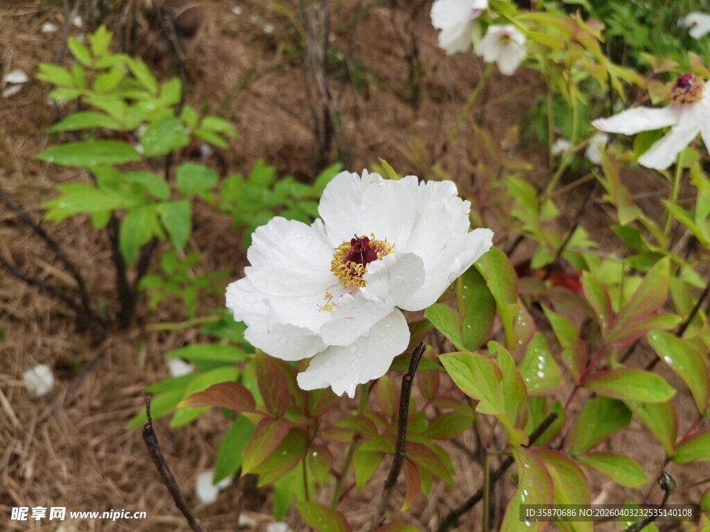 白色单朵盛开的娇艳牡丹花