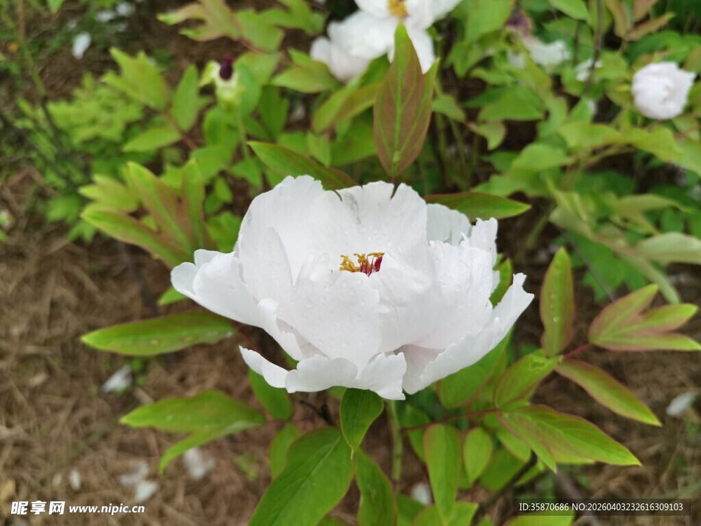 洁白绽放的娇艳牡丹花