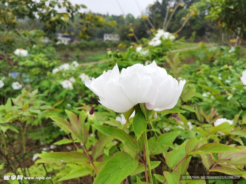 白色牡丹花绽放于绿叶间