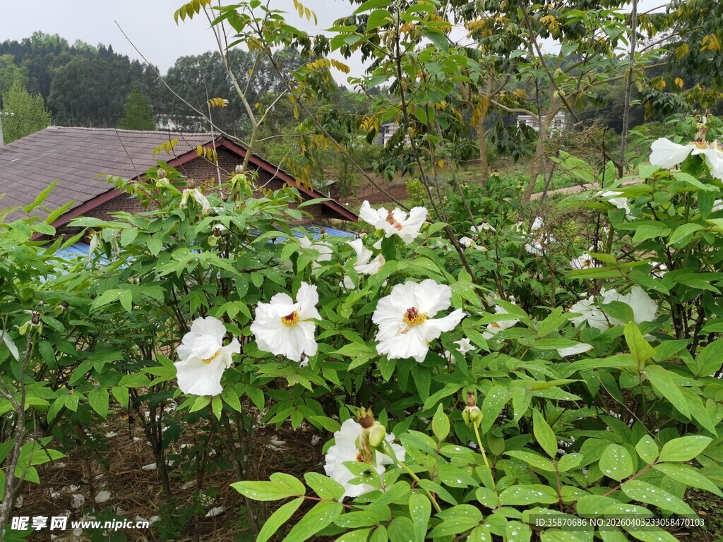 盛开的白色牡丹