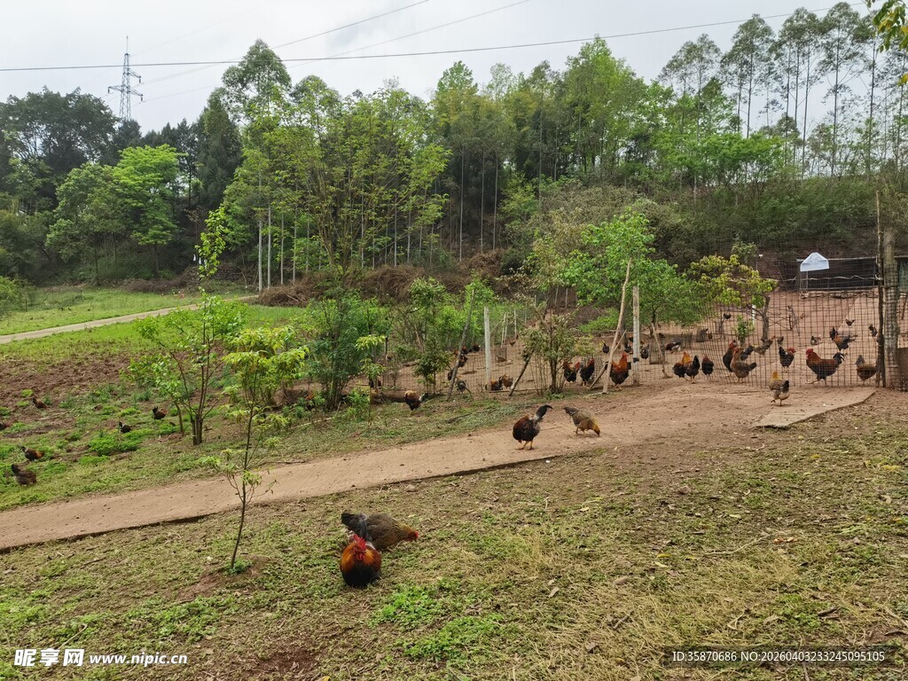乡村林间的鸡群觅食场景