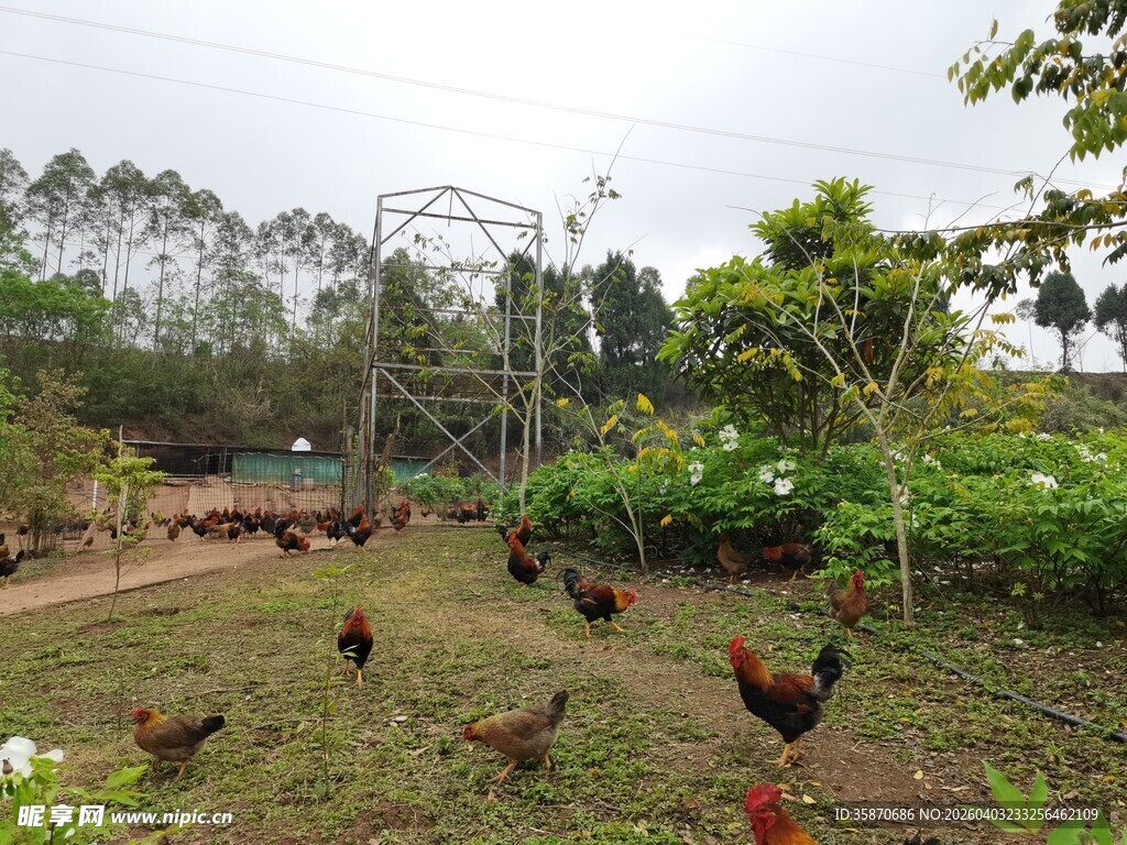 乡村散养鸡群的田园景象