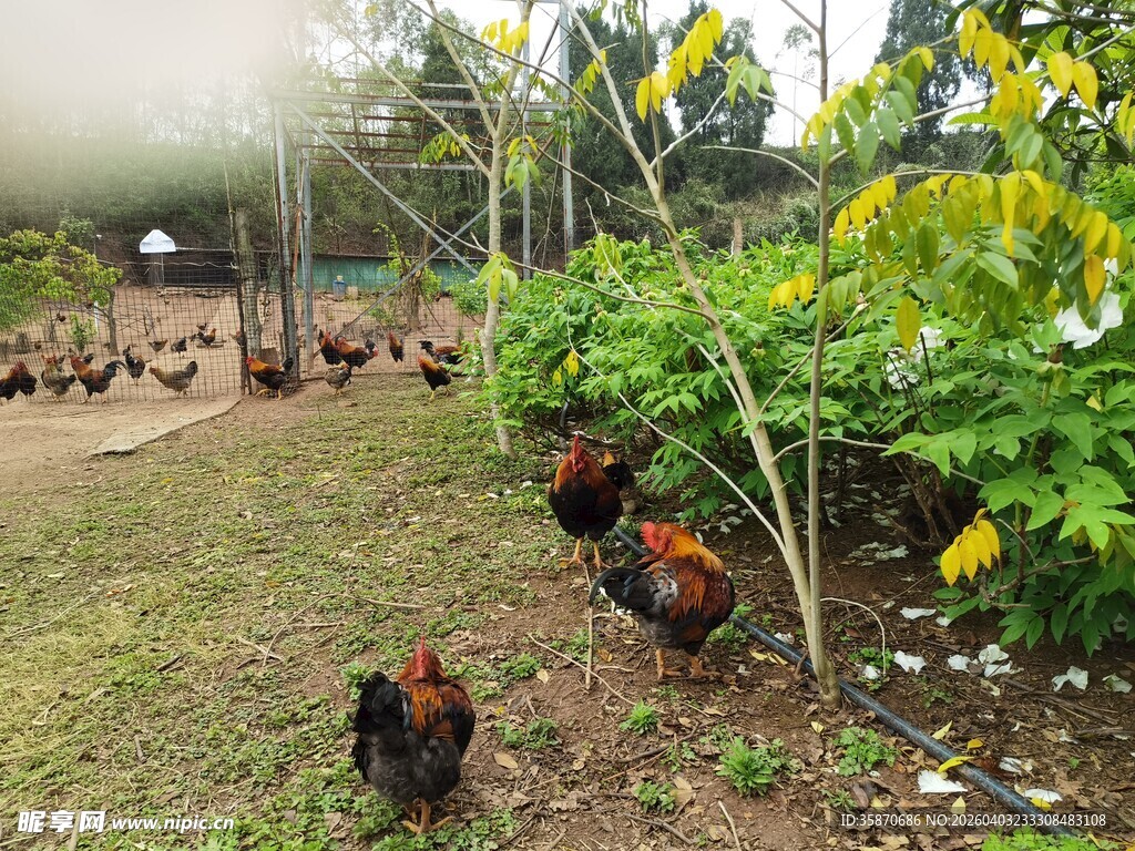 田园间觅食的一群鸡