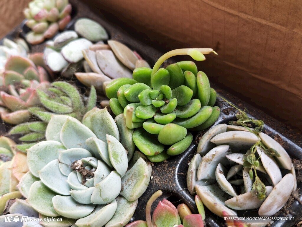 多彩多肉植物组合