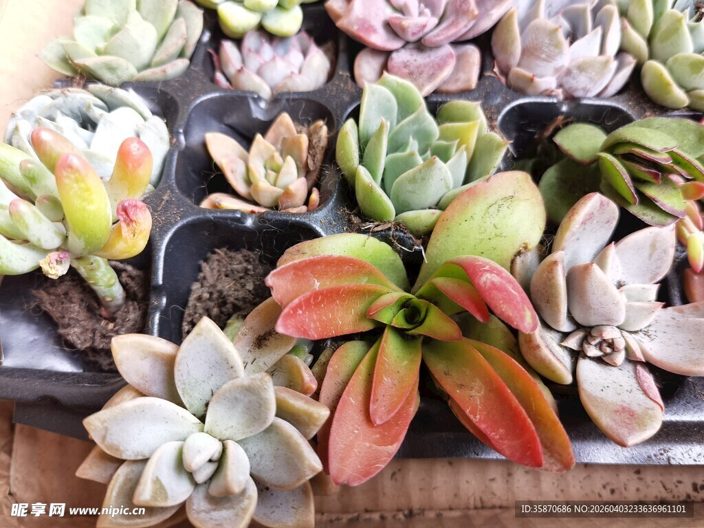 多彩多肉植物盆栽展示