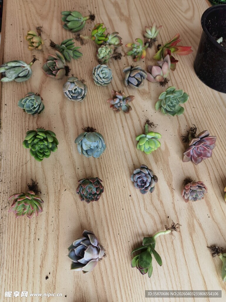 多彩多肉植物展示