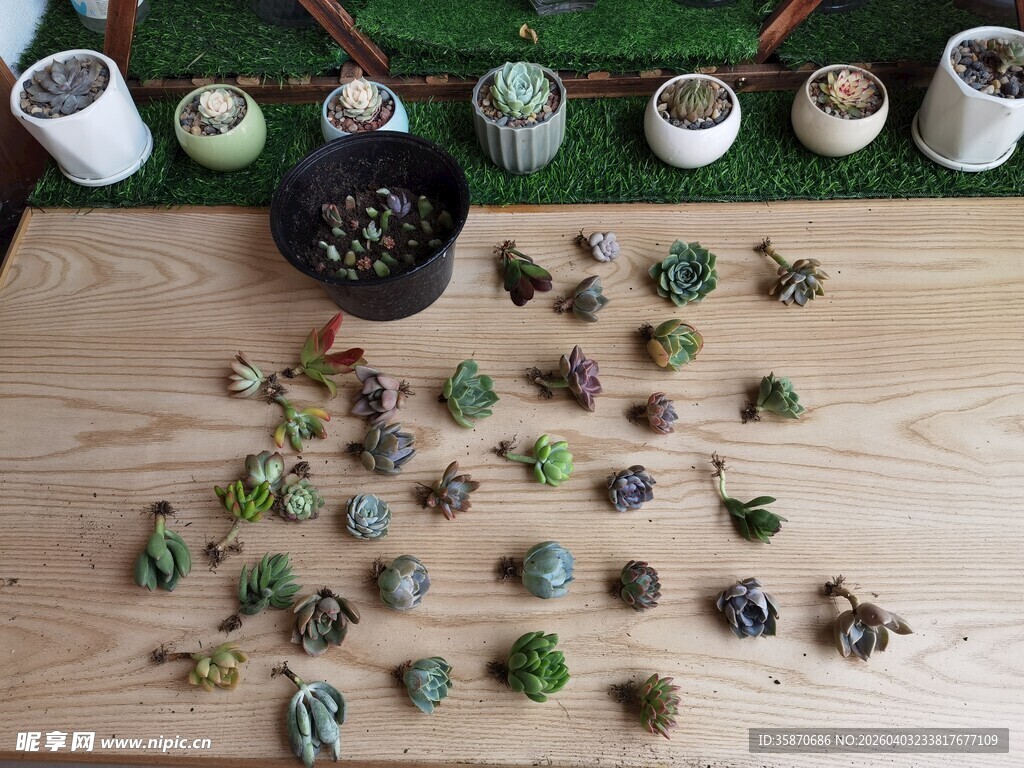 多彩多肉植物散落展示