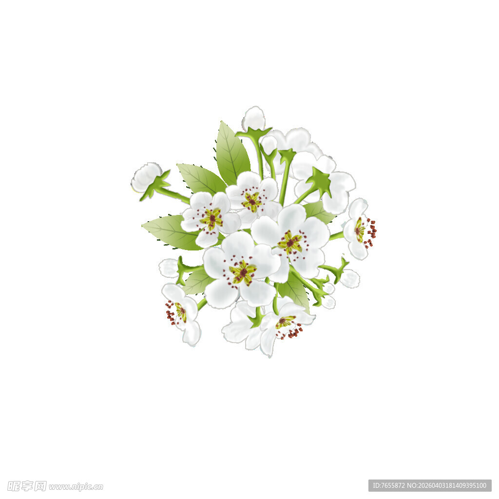 白色梨花小花簇拥的清新景象