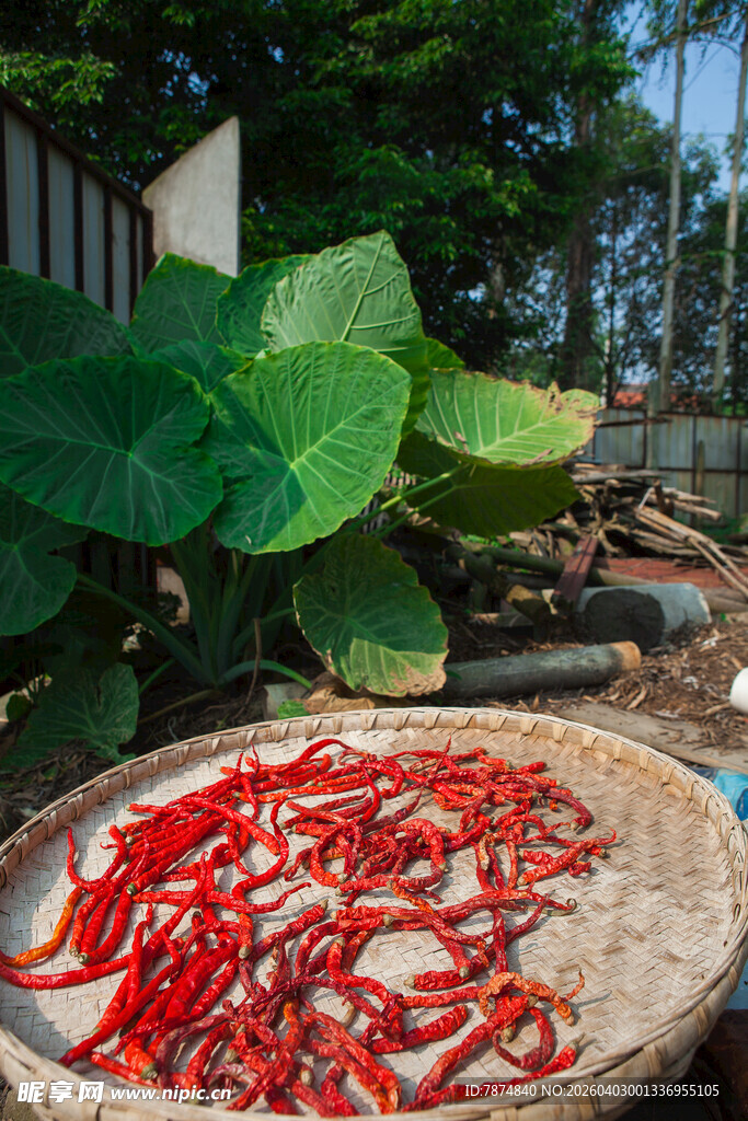 竹匾上晾晒的红辣椒