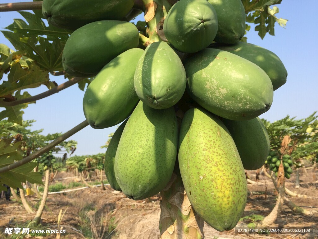 枝头悬挂的青绿木瓜