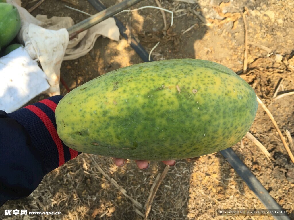 地上的鲜绿木瓜果实