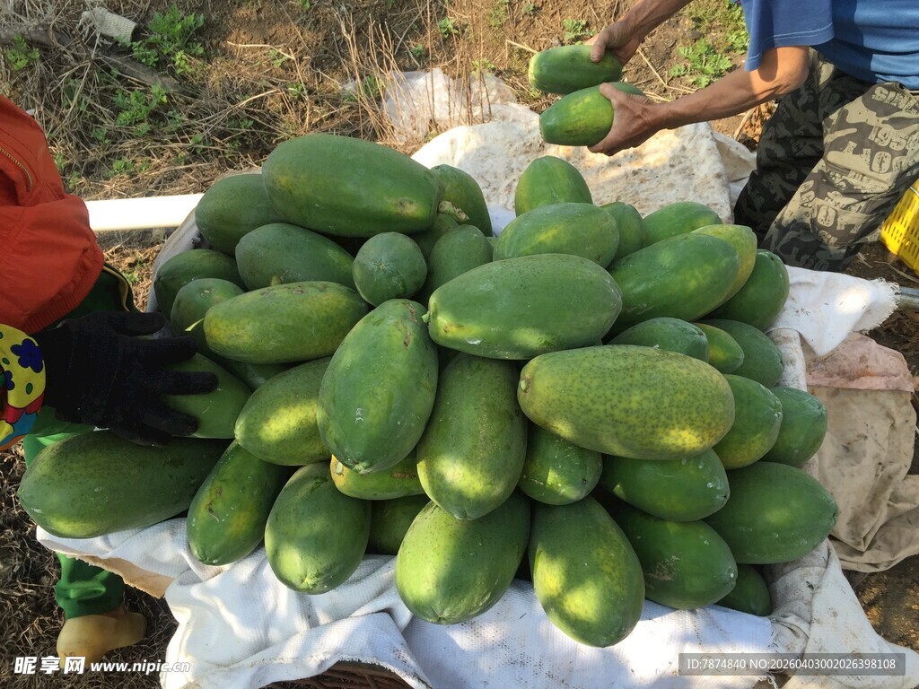 一堆新鲜青木瓜待售