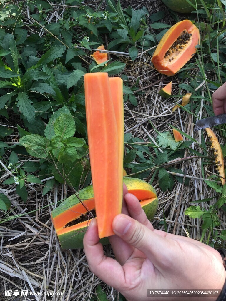 手持新鲜切开的橙色木瓜