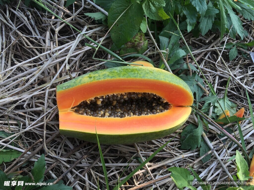 切开的木瓜置于草丛中