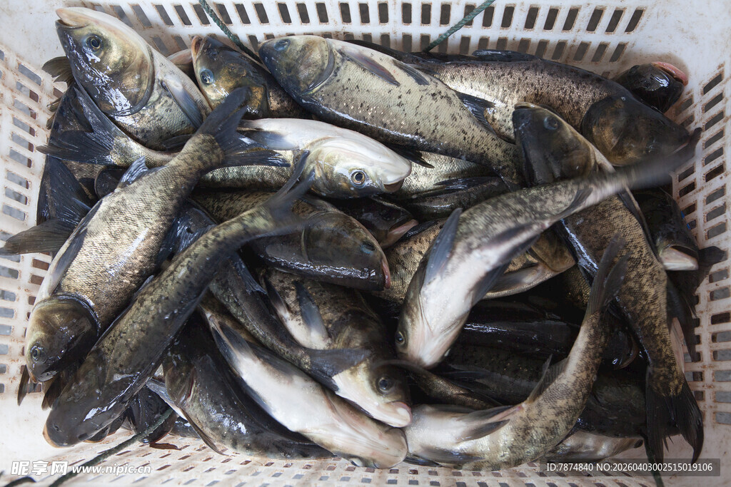 筐中堆叠的新鲜黑鱼