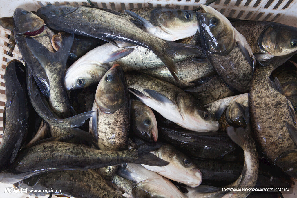 筐中鲜活的鱼类