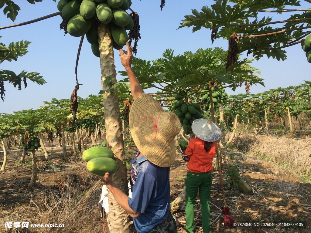 农民在果园采摘木瓜