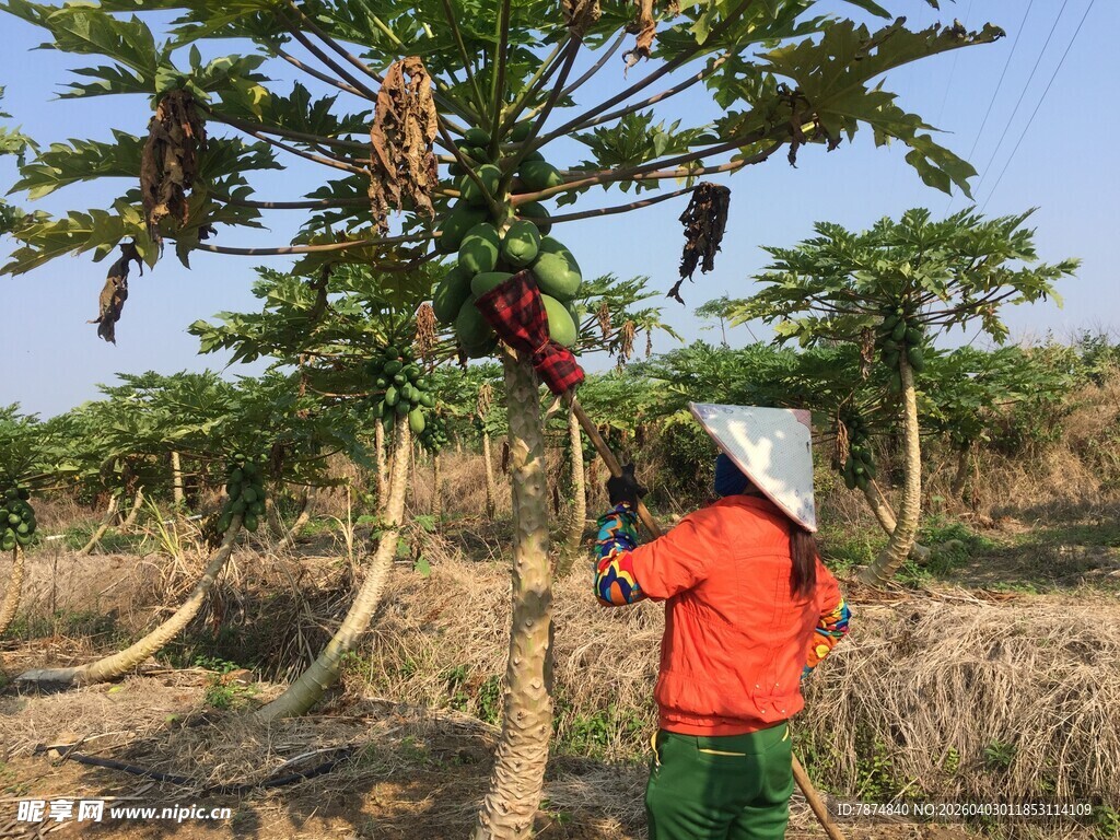 农民田间采摘木瓜