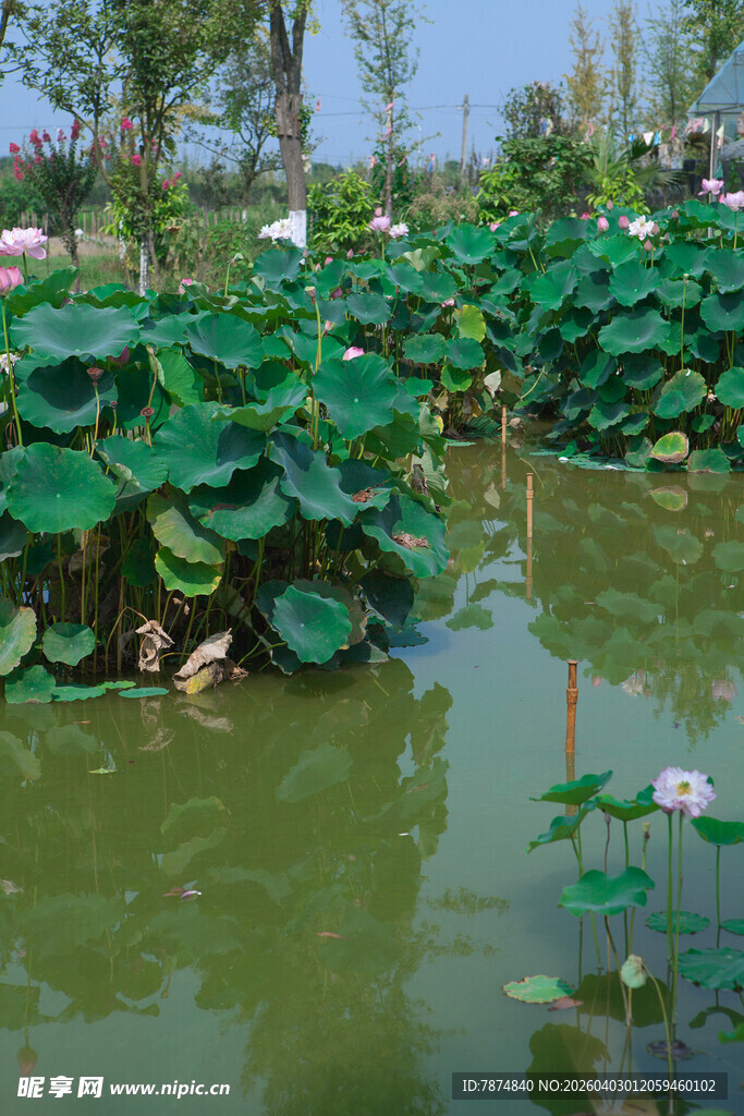 夏日荷塘绿意浓