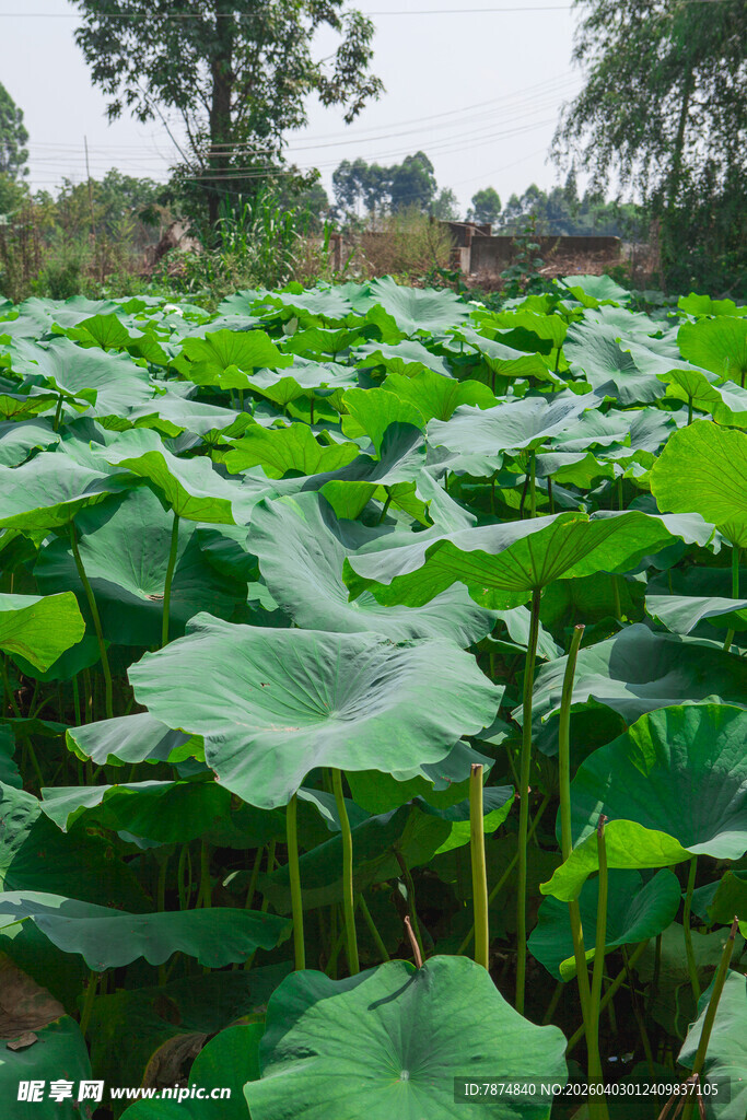 夏日荷塘荷叶茂盛景观
