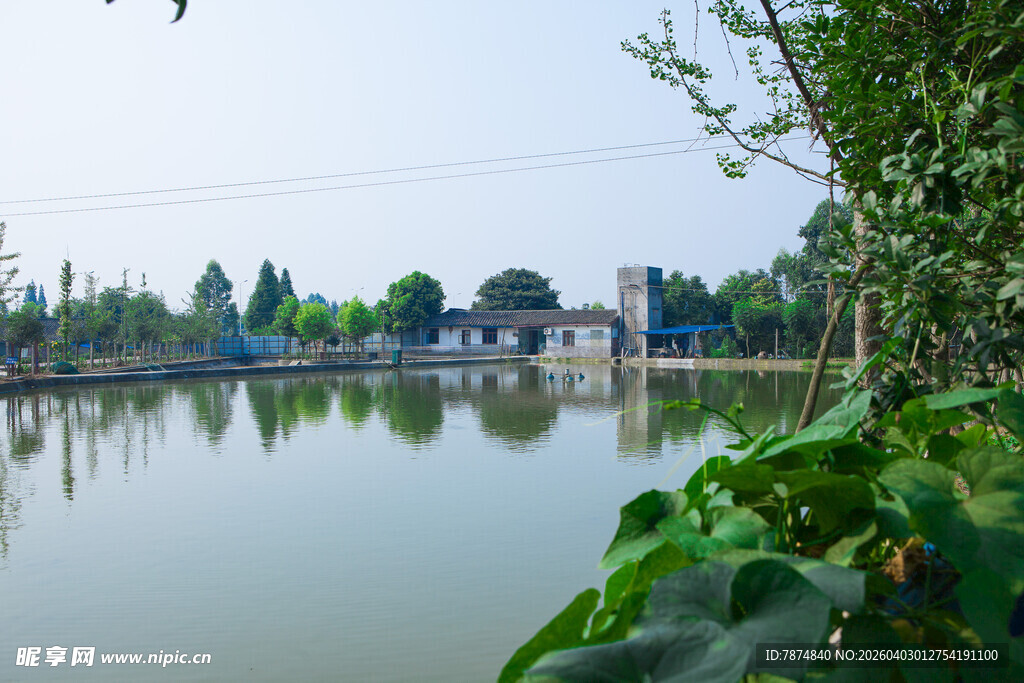 湖畔绿意景致 宁静水乡风光