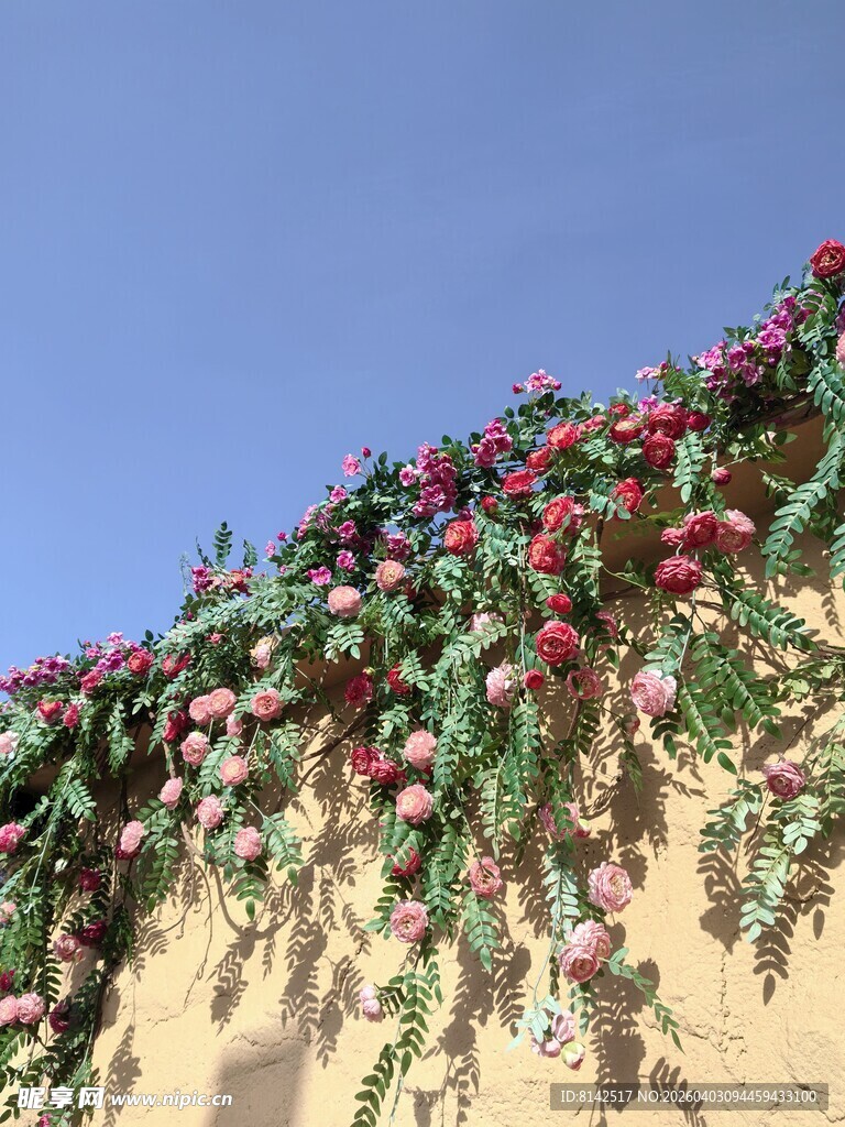 墙头绽放的艳丽花朵