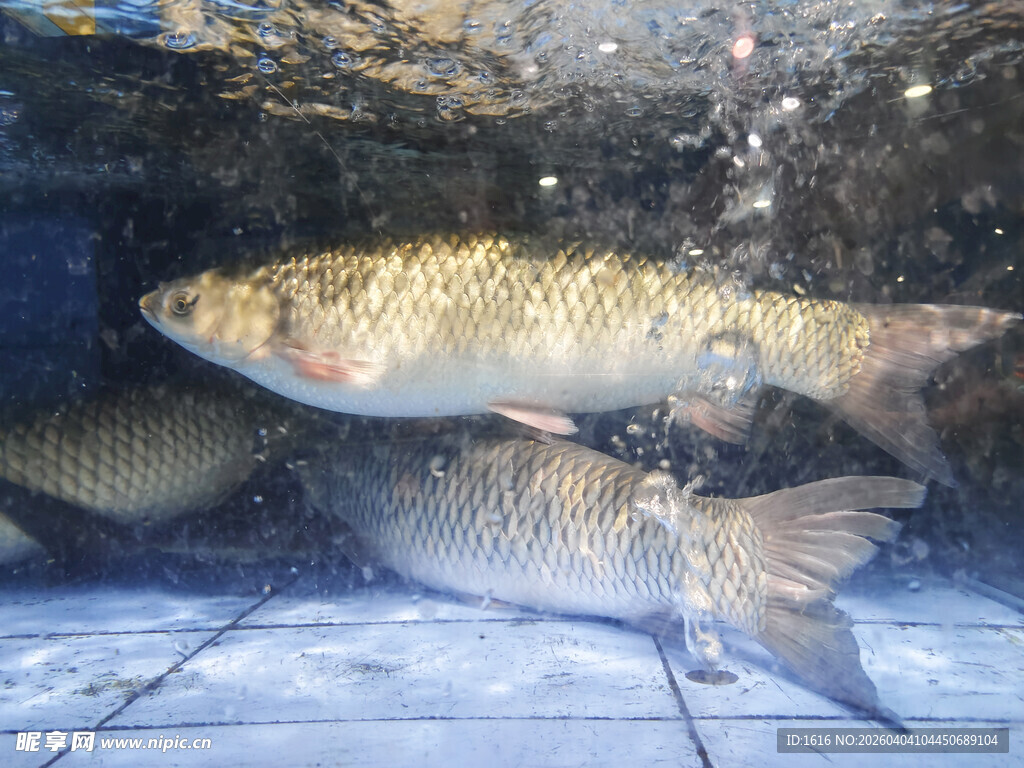 草鱼  鲩鱼  游着的草鱼