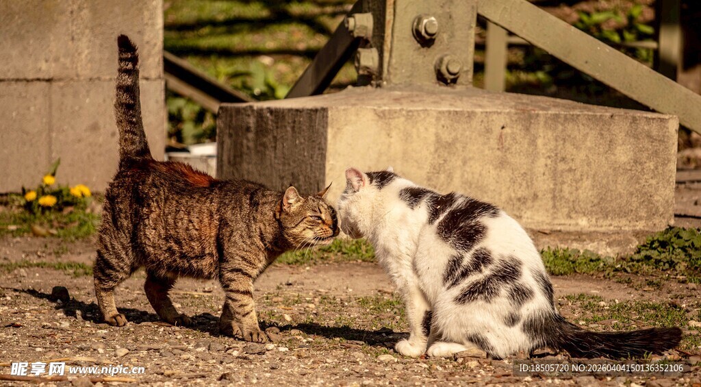 两只猫咪互动场景