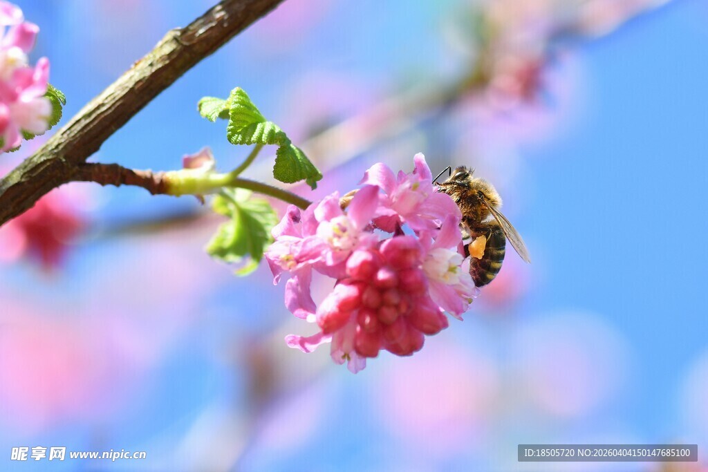 蜜蜂采蜜于粉嫩花朵间