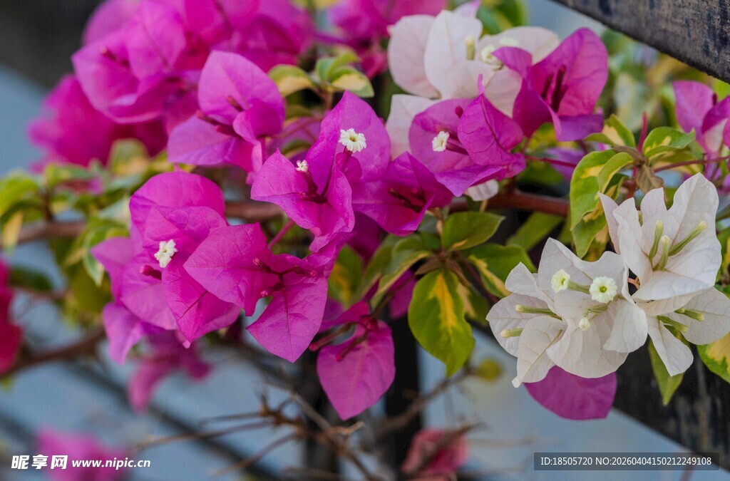 多彩三角梅绽放