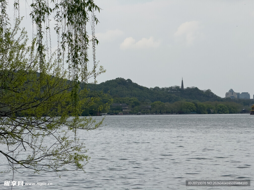 湖畔垂柳景