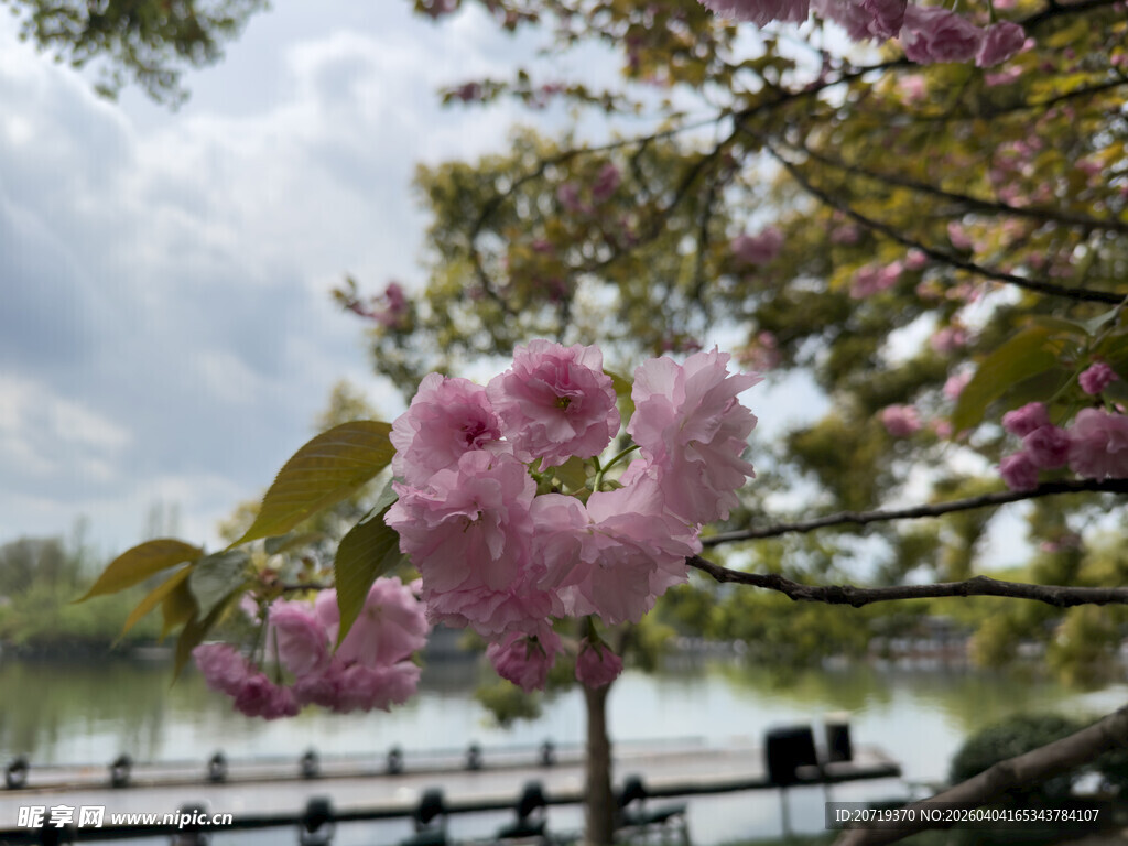 湖畔盛开的烂漫粉色樱花