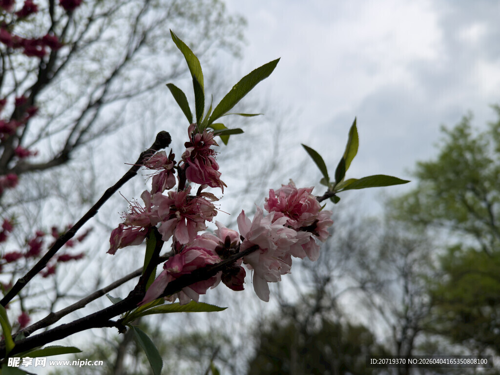 枝头绽放的粉嫩春花