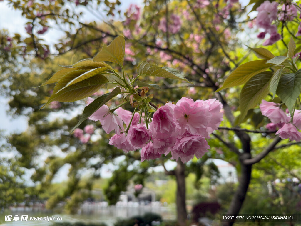 春日绽放的娇艳粉色樱花