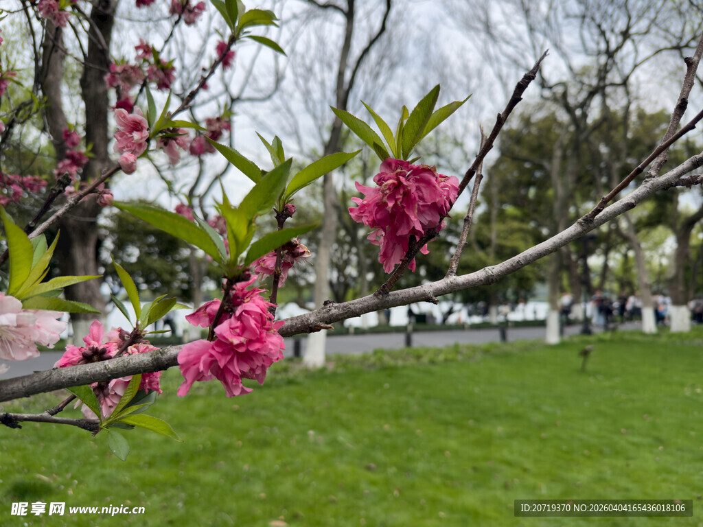 春日绽放的枝头粉嫩花朵