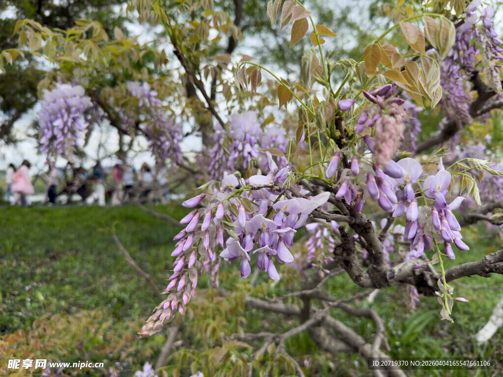 紫藤花绽放于绿意之中