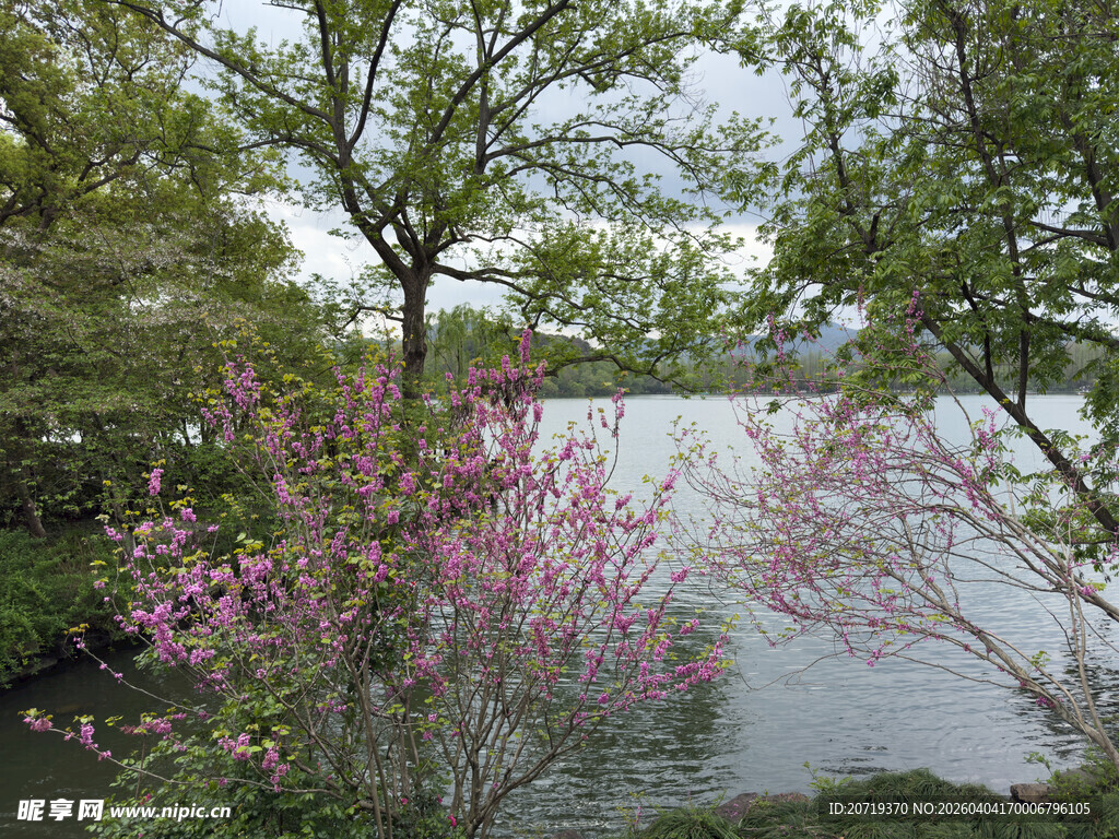湖畔繁花绿树春日景致