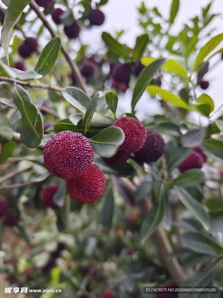 枝头饱满的紫红色杨梅