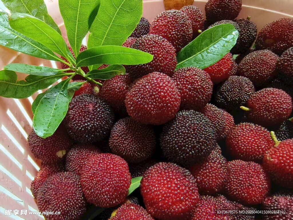 新鲜饱满的红杨梅