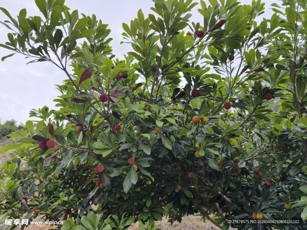 繁茂的杨梅果树