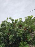 绿叶繁茂的杨梅树