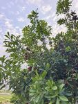 繁茂绿植生机盎然的杨梅树