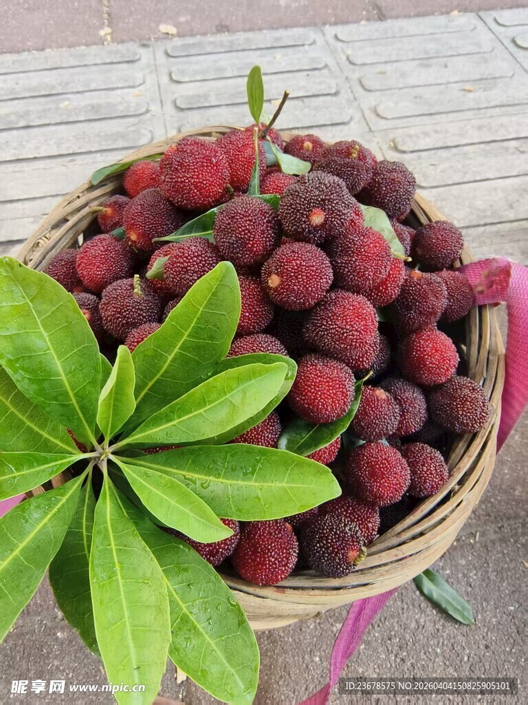 竹篮中的新鲜红杨梅