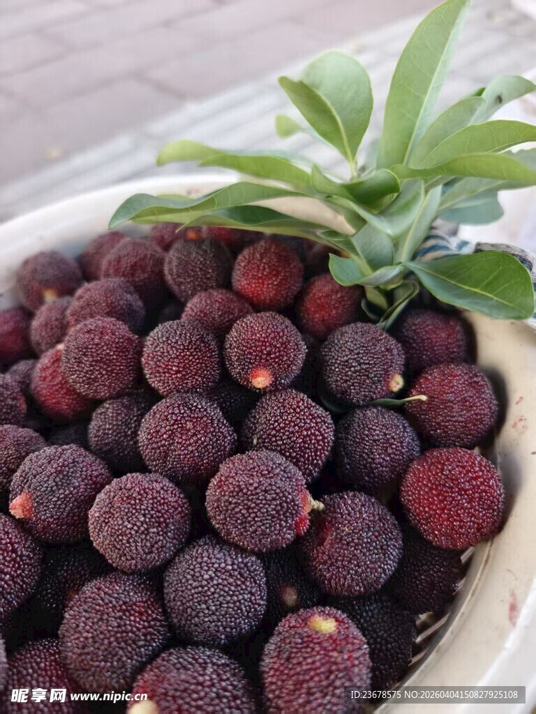 新鲜诱人的杨梅果实