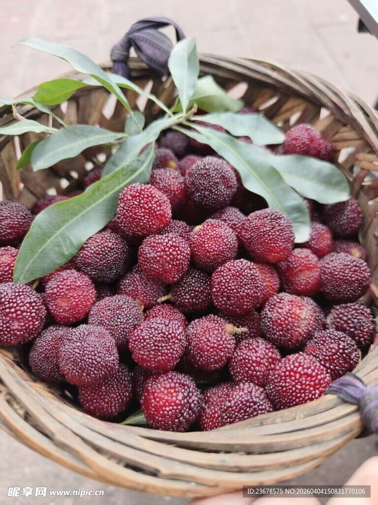 竹篮中的新鲜红杨梅
