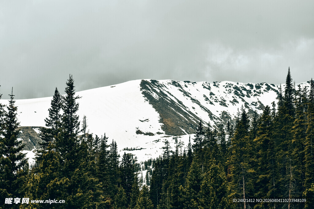 雪山松林景观