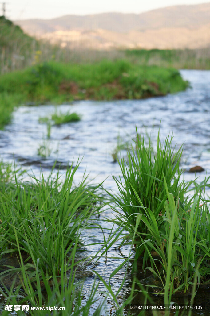 溪边嫩绿青草与潺潺流水