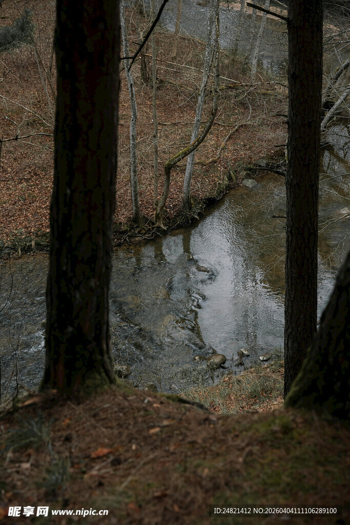 林间静谧小河畔景色