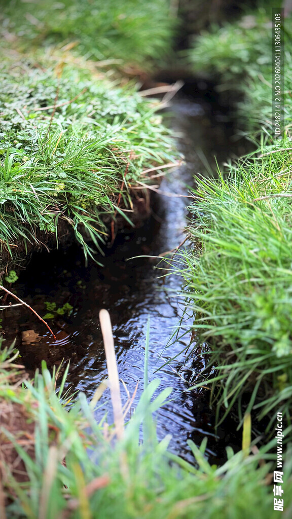 溪边嫩绿青草
